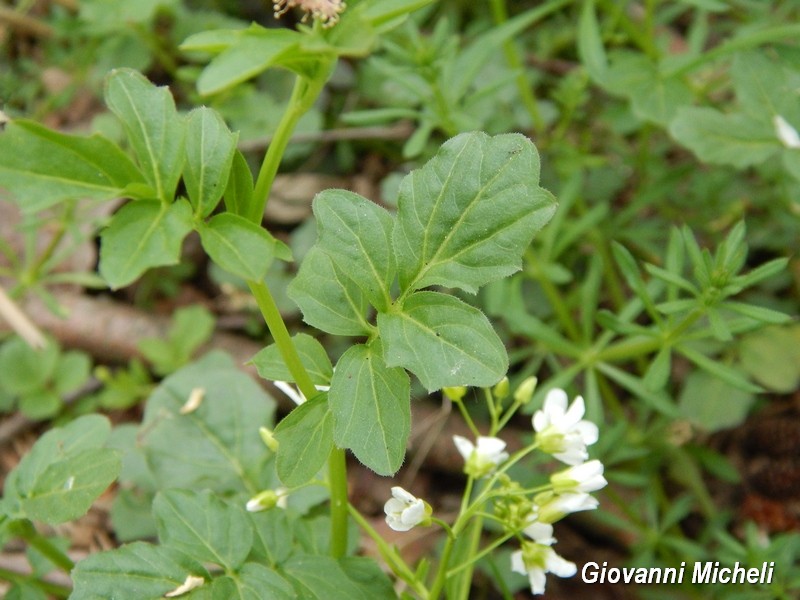 Cardamine amara